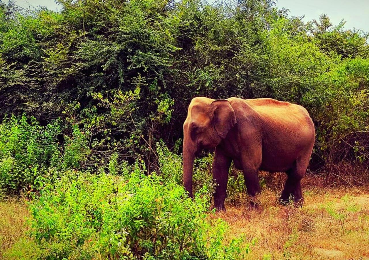 Elephant Paradise Safari Bungalow Удавалаве Экстерьер фото
