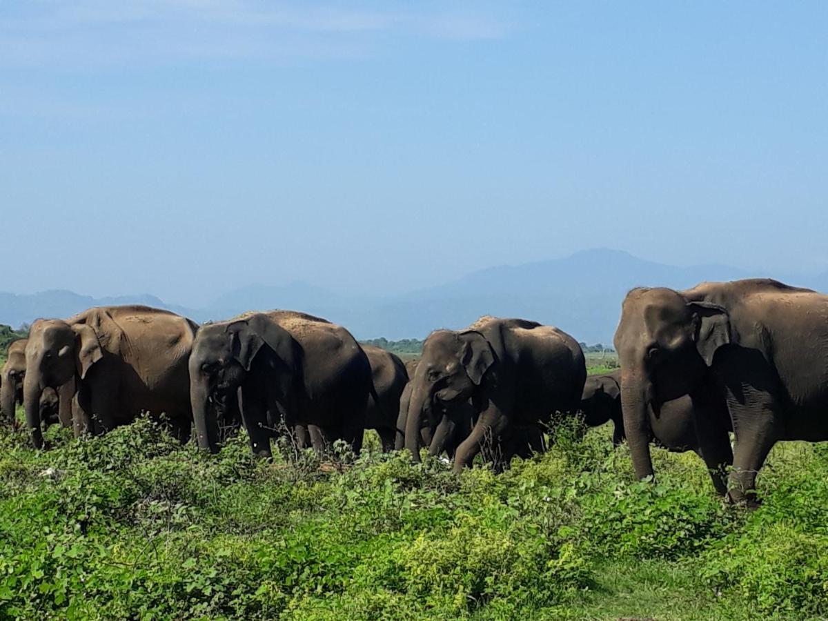 Elephant Paradise Safari Bungalow Удавалаве Экстерьер фото